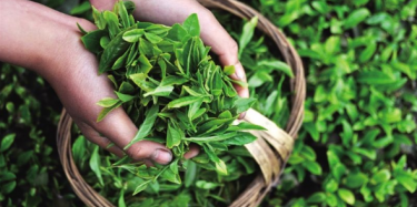 第十四屆中國（深圳）國際茶產業博覽會暨紫砂、陶瓷、紅木、茶具用品展